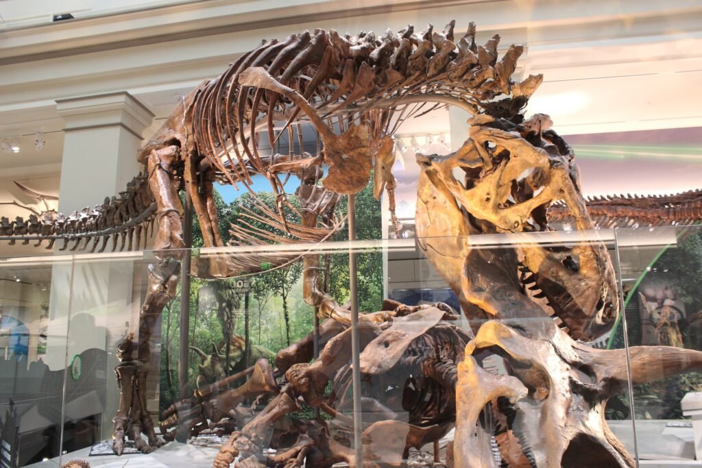 Washington DC Museum of Natural History