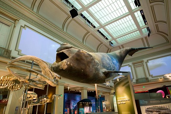 Washington DC Museum of Natural History