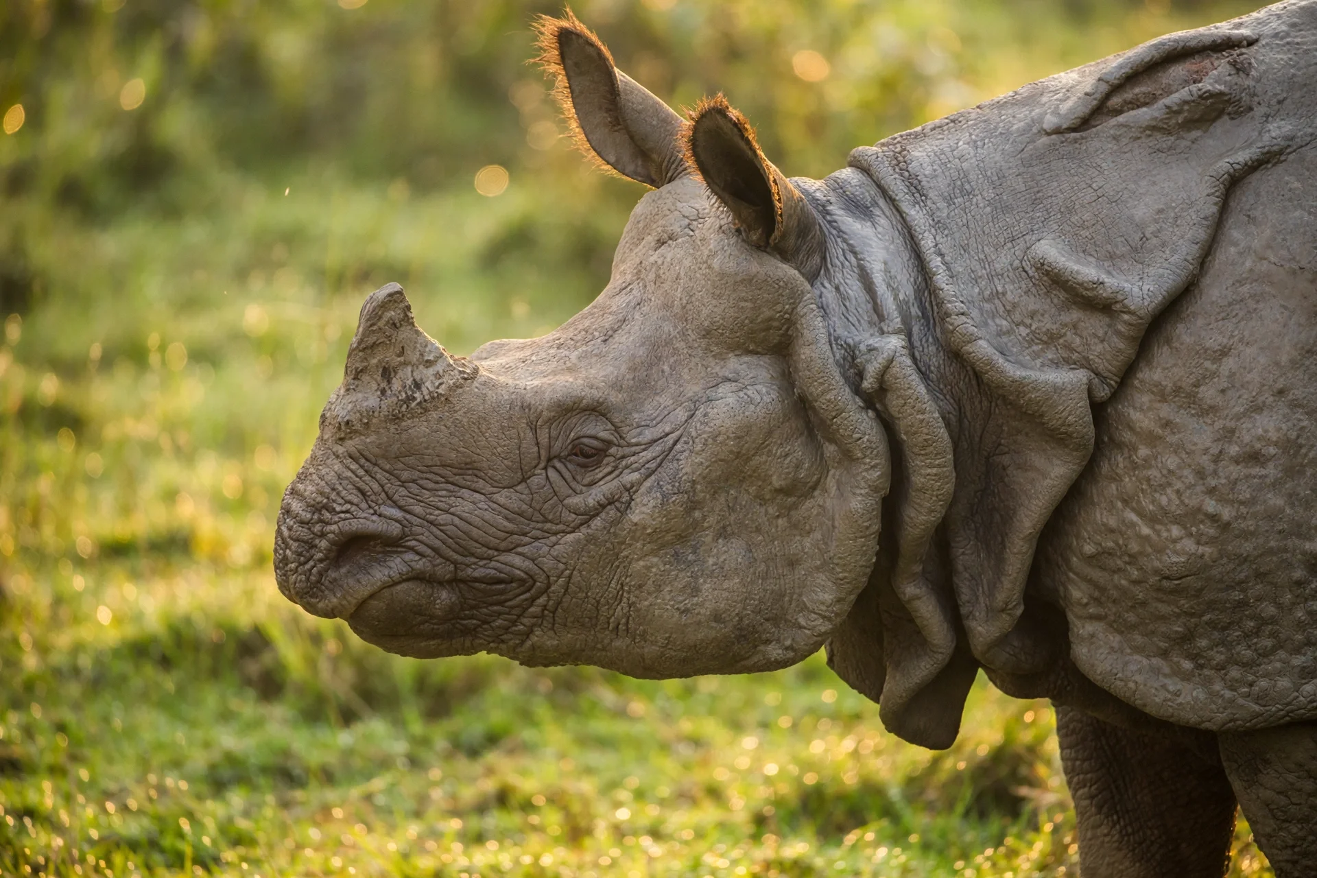 Close-up of a greater one-horned rhinoceros with armored hide in Kaziranga's tall grass