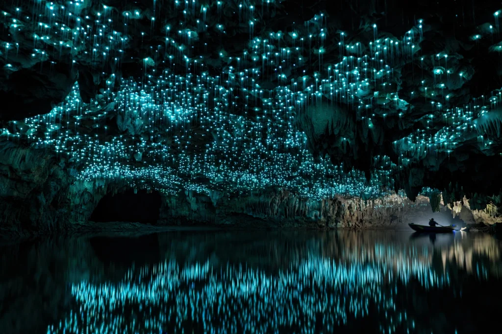 Thousands of glowworms glowing blue-green on the cave ceiling above an underground river in Waitomo, New Zealand